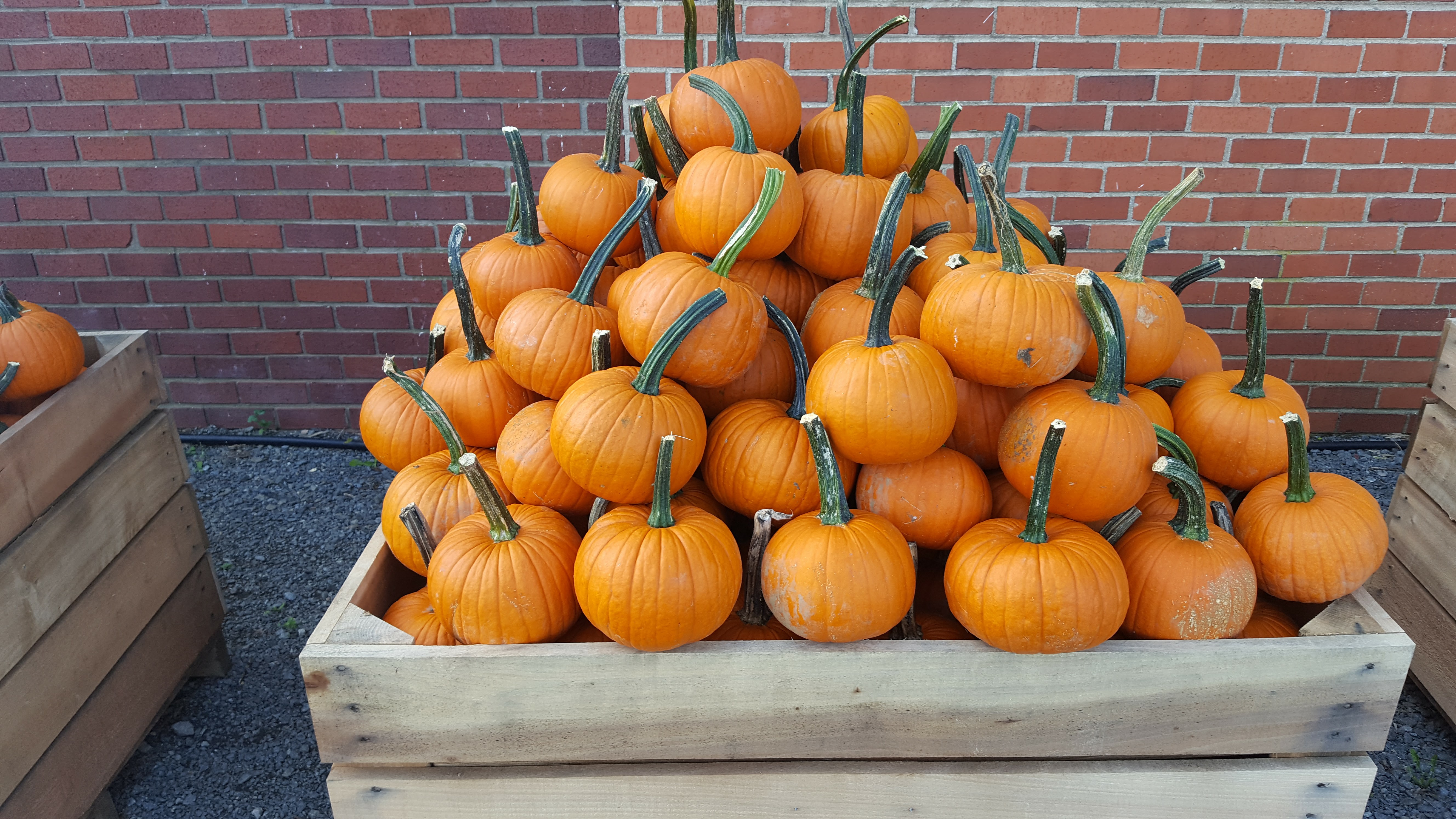 Pie Pumpkins in Leasburg