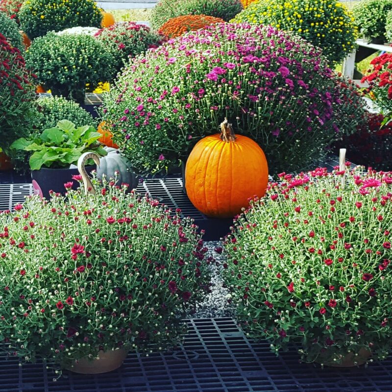 Mums at Loudounberry