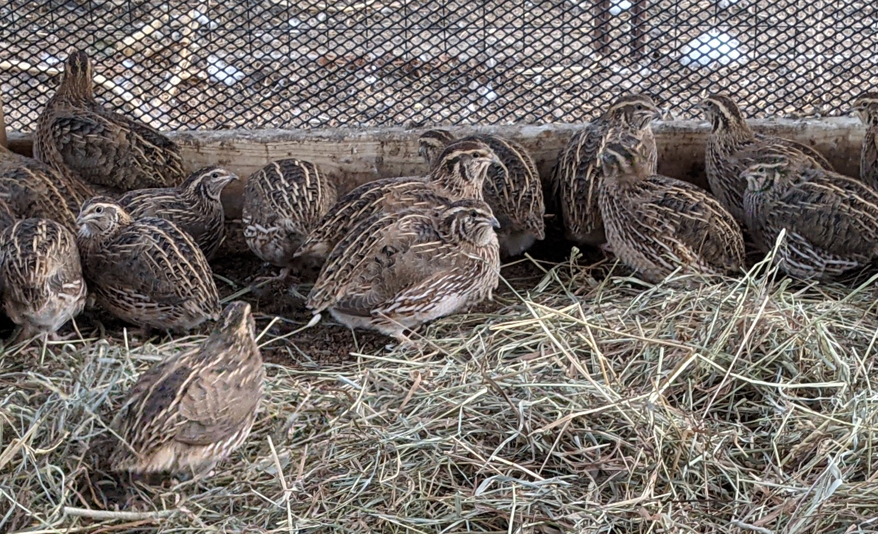 japanese quail farming