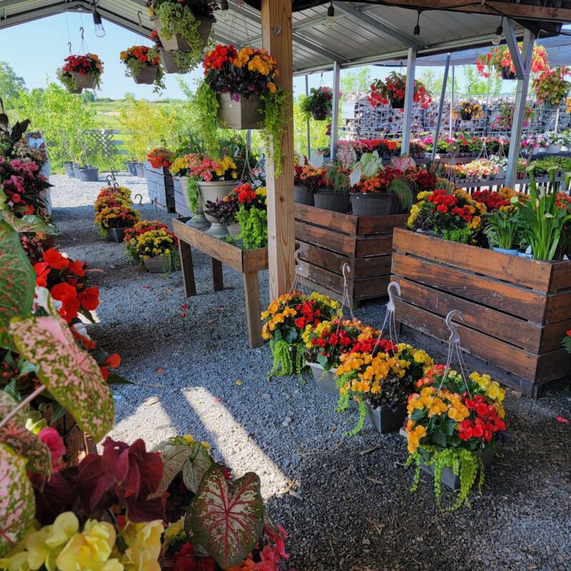 Flowers at Loudounberry