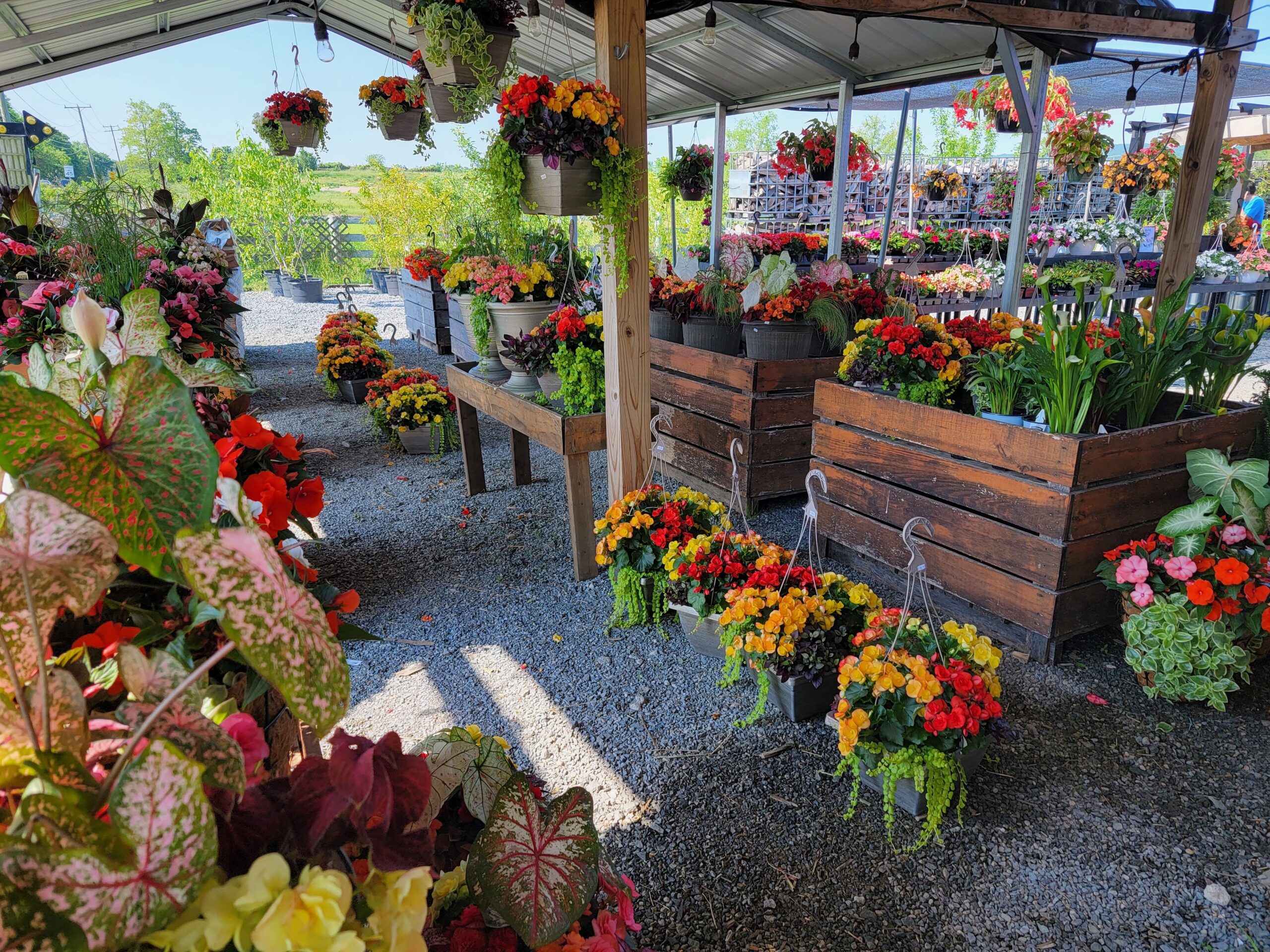 Flowers at Loudounberry