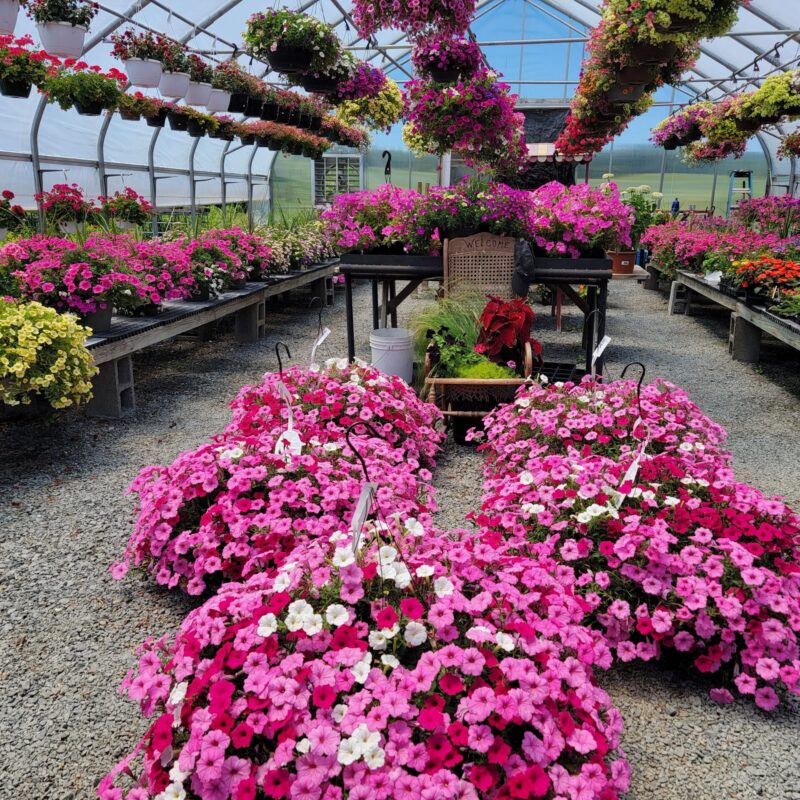 Flowers at Loudounberry